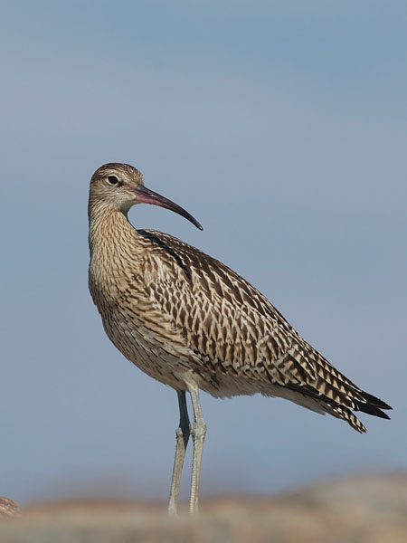 Kuovi, Eurasian Curlew, Numenius arquata